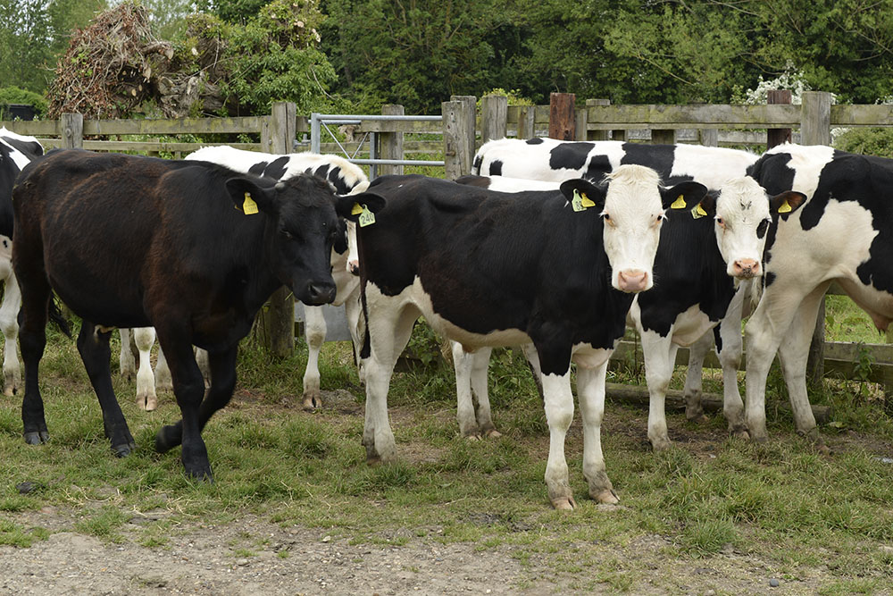 A herd of young black and white cows near the edge of a field.