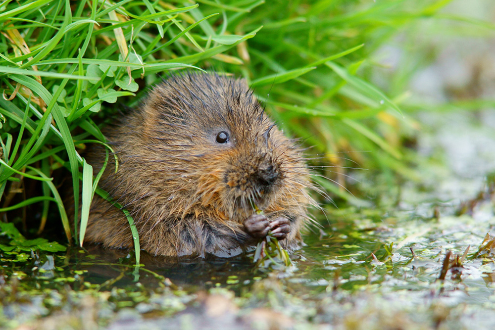 Water Vole, by Peter Trimming (CC BY 2.0)