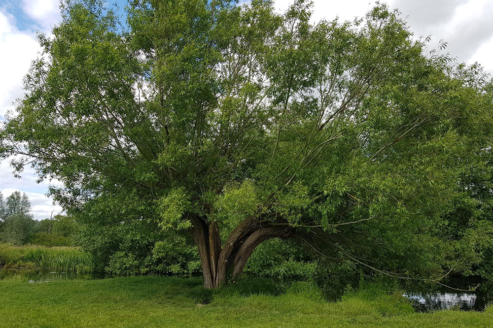 Mature pollarded willow on the River Stour, just past Flatford Mill, photo by Andy Corrigan